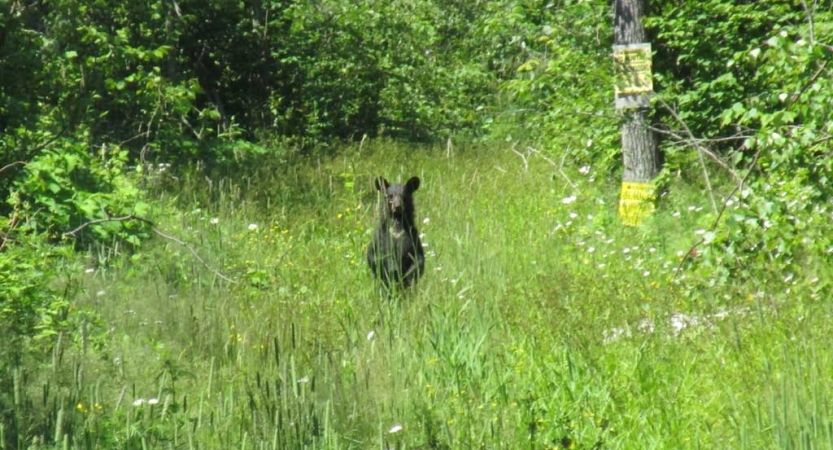 A small black bear stands on its hind legs in a meadow of thick grass and looks at the camera